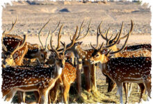 4 Hewan Dengan Rutinitas Harian Paling Aneh, Dari Siang Hingga Fajar 4 Hewan Dengan Rutinitas Harian Paling Aneh, Dari Siang Hingga Fajar