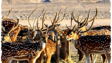 4 Hewan Dengan Rutinitas Harian Paling Aneh, Dari Siang Hingga Fajar