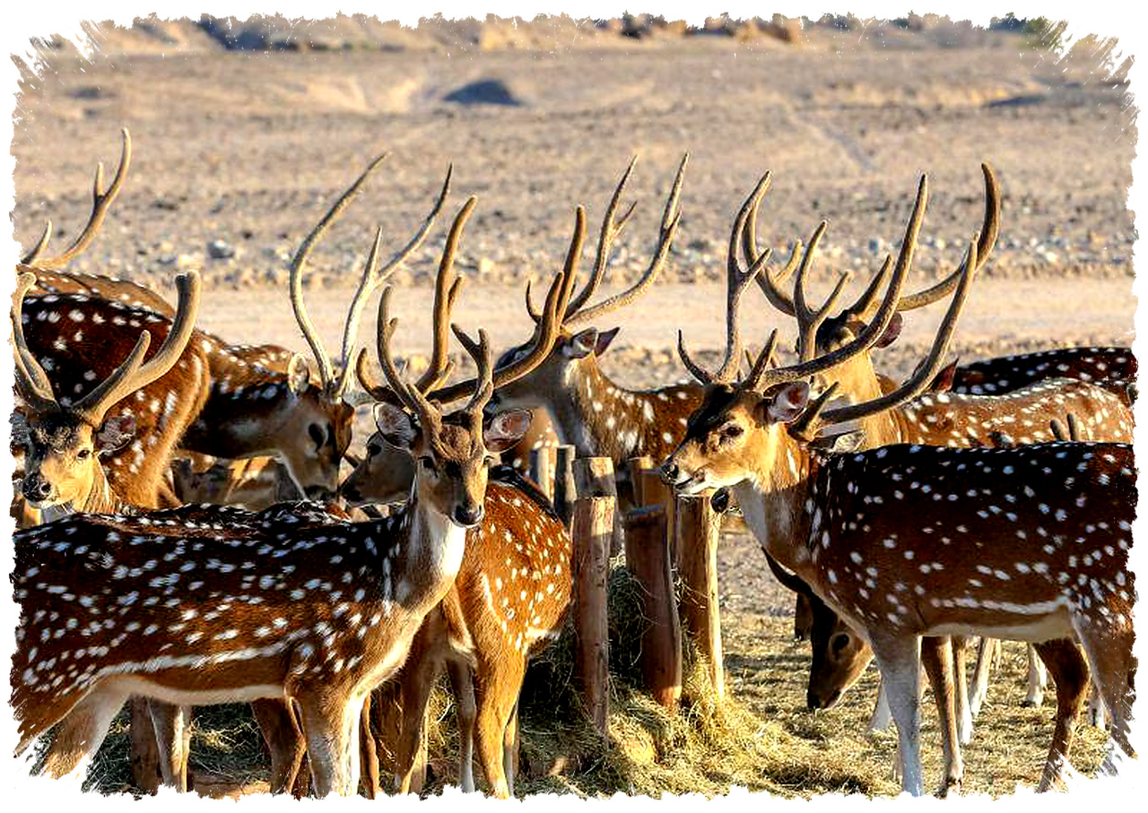 4 Hewan Dengan Rutinitas Harian Paling Aneh, Dari Siang Hingga Fajar