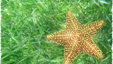 4 Hewan Laut Ini Ternyata Tak Bisa Berenang, Kuda Laut Hingga Ikan Kelelawar Bibir Merah 4 Hewan Laut Ini Ternyata Tak Bisa Berenang, Kuda Laut Hingga Ikan Kelelawar Bibir Merah
