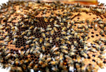 4 Hewan Yang Bekerja Sama Lebih Rapi Dari Manusia, Ini Buktinya di Alam Liar