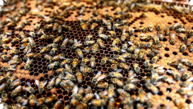 4 Hewan Yang Bekerja Sama Lebih Rapi Dari Manusia, Ini Buktinya di Alam Liar