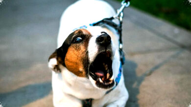 4 Tanda Anjing Masih Belum Percaya Padamu, Dari Menghindar Hingga Menggeram!