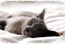 4 Tips Hadapi Kucing Hamil Sangat Sensitif, Jangan Abaikan Tanda Stresnya