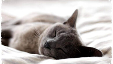 4 Tips Hadapi Kucing Hamil Sangat Sensitif, Jangan Abaikan Tanda Stresnya 4 Tips Hadapi Kucing Hamil Sangat Sensitif, Jangan Abaikan Tanda Stresnya