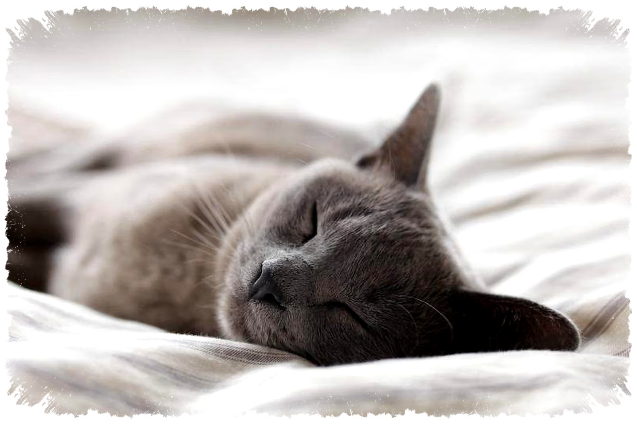 4 Tips Hadapi Kucing Hamil Sangat Sensitif, Jangan Abaikan Tanda Stresnya