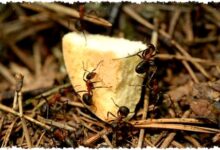 5 Bau Dapur yang Paling Dibenci Semut, Jejaknya Kacau dan Mereka Langsung Kabur