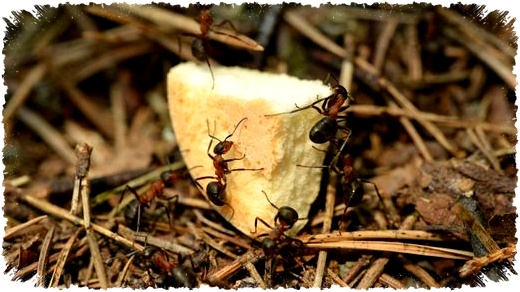 5 Bau Dapur yang Paling Dibenci Semut, Jejaknya Kacau dan Mereka Langsung Kabur 5 Bau Dapur yang Paling Dibenci Semut, Jejaknya Kacau dan Mereka Langsung Kabur