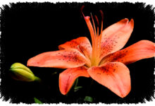 5 Bunga Pembawa Keberuntungan Di Rumah, Peony Paling Melekat Pada Kemakmuran