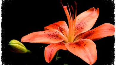 5 Bunga Pembawa Keberuntungan Di Rumah, Peony Paling Melekat Pada Kemakmuran