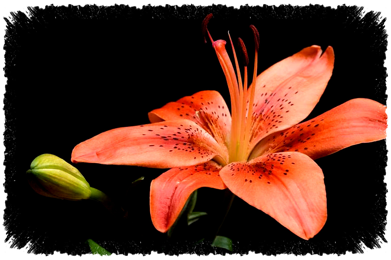 5 Bunga Pembawa Keberuntungan Di Rumah, Peony Paling Melekat Pada Kemakmuran