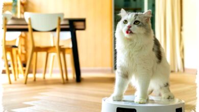 5 Kesalahan Robot Vacuum Ini Bikin Performa Anjlok, Tanpa Disadari Anda Sendiri Yang Merusaknya 5 Kesalahan Robot Vacuum Ini Bikin Performa Anjlok, Tanpa Disadari Anda Sendiri Yang Merusaknya