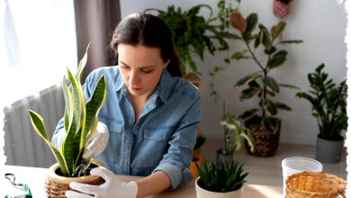 5 Manfaat Tanaman Indoor Bagi Ketenangan Jiwa, Jeda Kecil yang Menenangkan Pikiran