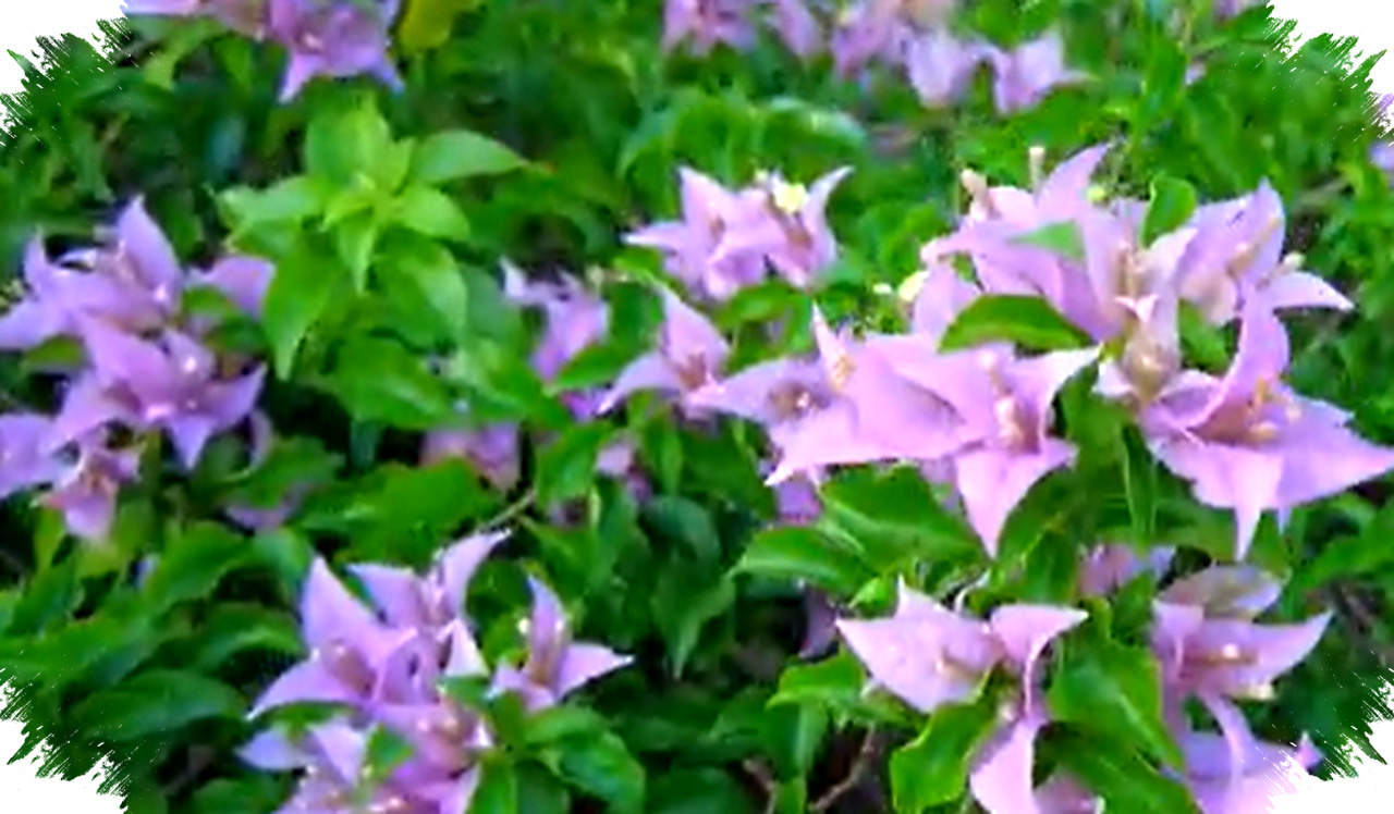 5 Tanaman Merambat Berbunga Cantik, Solusi Pekarangan Sempit yang Tetap Menawan 5 Tanaman Merambat Berbunga Cantik, Solusi Pekarangan Sempit yang Tetap Menawan