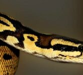 5 Tanaman Pengusir Ular yang Wajib Ada di Rumah, Aromanya Tajam Ular Menjauh