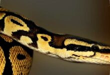 5 Tanaman Pengusir Ular yang Wajib Ada di Rumah, Aromanya Tajam Ular Menjauh