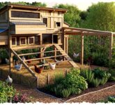 7 Desain Kandang Ayam Dekat Kebun, Hemat Pupuk Tapi Kotorannya Tak Boleh Asal Dipakai