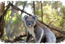 7 Hewan Yang Sepenuhnya Hidup Di Atas Pohon, Banyak Yang Terancam Hilang 7 Hewan Yang Sepenuhnya Hidup Di Atas Pohon, Banyak Yang Terancam Hilang