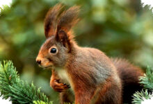 7 Hewan Yang Tak Mati Saat Jatuh Dari Ketinggian, Rahasia Ukuran Tubuh Mereka Mengejutkan?