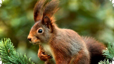 7 Hewan Yang Tak Mati Saat Jatuh Dari Ketinggian, Rahasia Ukuran Tubuh Mereka Mengejutkan?