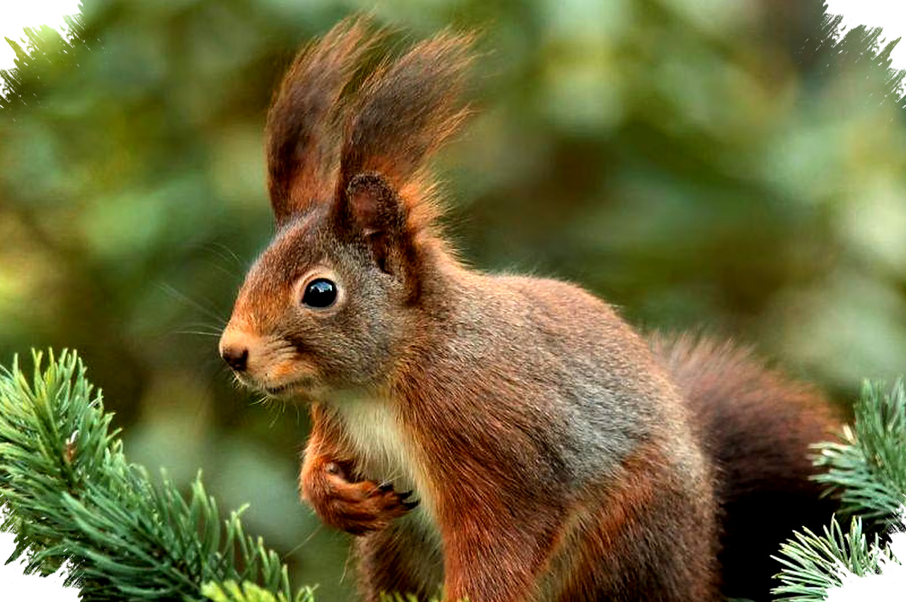 7 Hewan Yang Tak Mati Saat Jatuh Dari Ketinggian, Rahasia Ukuran Tubuh Mereka Mengejutkan?