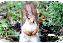 7 Hewan yang Sering Diburu Sebagai Hama, Padahal Penyelamat Bumi