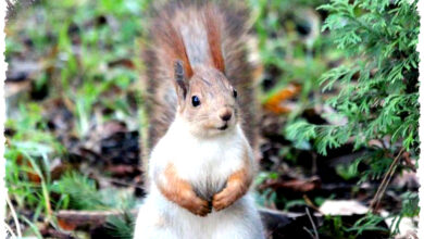 7 Hewan yang Sering Diburu Sebagai Hama, Padahal Penyelamat Bumi