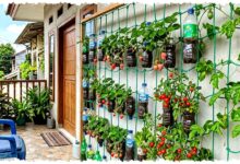 7 Ide Kebun Buah Vertikultur Low Budget, Botol Bekas dan Karung Bisa Berbuah Cantik di Rumah Sempit 7 Ide Kebun Buah Vertikultur Low Budget, Botol Bekas dan Karung Bisa Berbuah Cantik di Rumah Sempit