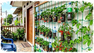 7 Ide Kebun Buah Vertikultur Low Budget, Botol Bekas dan Karung Bisa Berbuah Cantik di Rumah Sempit