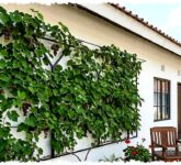 7 Model Teras Minimalis dengan Anggur Merambat, Teduh Alami dan Bisa Dipanen Langsung