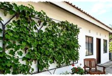 7 Model Teras Minimalis dengan Anggur Merambat, Teduh Alami dan Bisa Dipanen Langsung