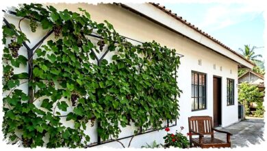 7 Model Teras Minimalis dengan Anggur Merambat, Teduh Alami dan Bisa Dipanen Langsung