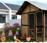 8 Desain Kandang Ayam untuk Kota, Rooftop hingga Smart Coop Ini Jawaban Lahan Sempit dan Bau