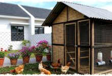 8 Desain Kandang Ayam untuk Kota, Rooftop hingga Smart Coop Ini Jawaban Lahan Sempit dan Bau