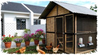 8 Desain Kandang Ayam untuk Kota, Rooftop hingga Smart Coop Ini Jawaban Lahan Sempit dan Bau
