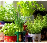 8 Kebun Herbal Minimalis Ini Menampar Mitos Lahan Sempit, Dapur Lebih Segar Setiap Hari