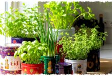 8 Kebun Herbal Minimalis Ini Menampar Mitos Lahan Sempit, Dapur Lebih Segar Setiap Hari