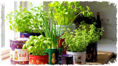 8 Kebun Herbal Minimalis Ini Menampar Mitos Lahan Sempit, Dapur Lebih Segar Setiap Hari