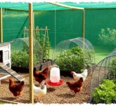 8 Model Kebun Ayam Pagar Paranet yang Mengubah Lahan Sempit, Rapi Tanpa Bau Berlebih