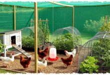 8 Model Kebun Ayam Pagar Paranet yang Mengubah Lahan Sempit, Rapi Tanpa Bau Berlebih 8 Model Kebun Ayam Pagar Paranet yang Mengubah Lahan Sempit, Rapi Tanpa Bau Berlebih