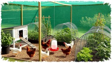 8 Model Kebun Ayam Pagar Paranet yang Mengubah Lahan Sempit, Rapi Tanpa Bau Berlebih