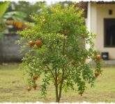 8 Pohon Buah Mini yang Aman Dekat Rumah, Akar Terkendali tapi Tetap Bisa Dipanen 8 Pohon Buah Mini yang Aman Dekat Rumah, Akar Terkendali tapi Tetap Bisa Dipanen