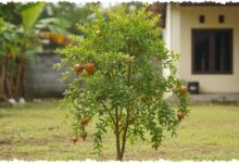 8 Pohon Buah Mini yang Aman Dekat Rumah, Akar Terkendali tapi Tetap Bisa Dipanen 8 Pohon Buah Mini yang Aman Dekat Rumah, Akar Terkendali tapi Tetap Bisa Dipanen