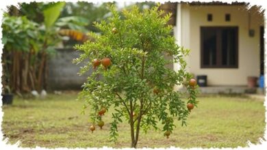 8 Pohon Buah Mini yang Aman Dekat Rumah, Akar Terkendali tapi Tetap Bisa Dipanen
