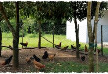 9 Desain Umbaran Ayam Paling Masuk Akal, Bebas Berkeliaran Tetap Aman dan Cepat Besar 9 Desain Umbaran Ayam Paling Masuk Akal, Bebas Berkeliaran Tetap Aman dan Cepat Besar