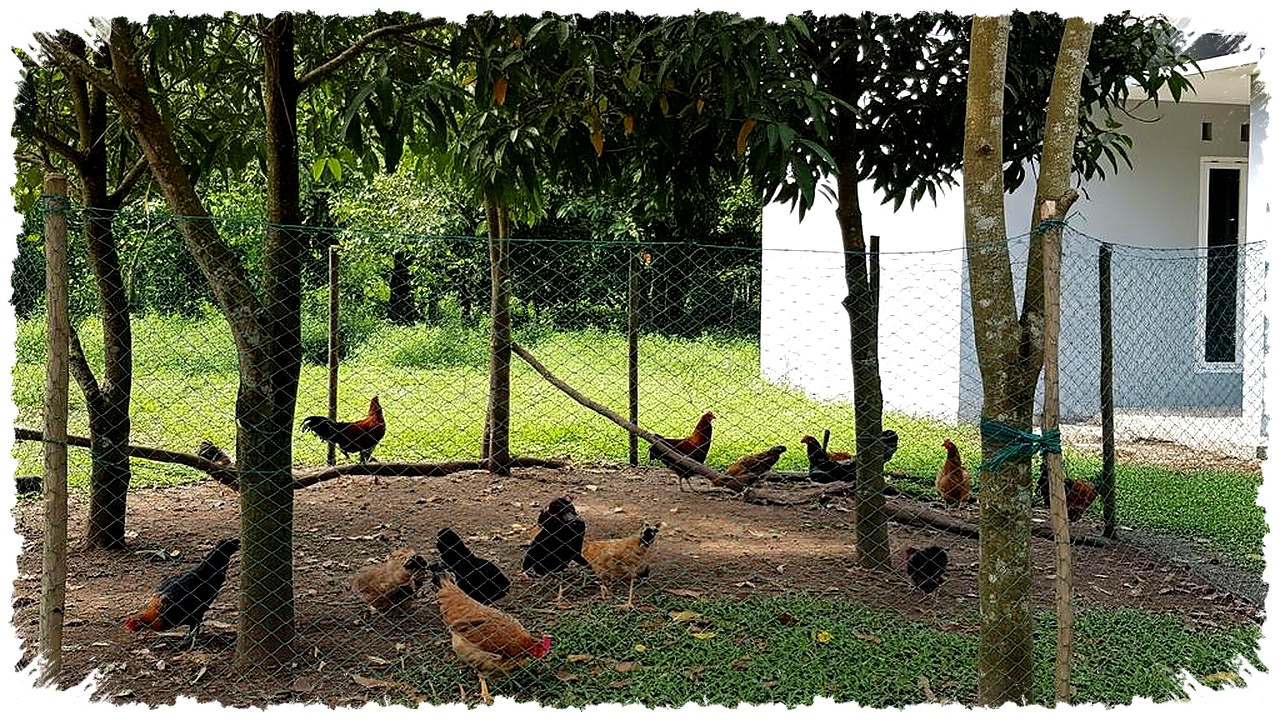 9 Desain Umbaran Ayam Paling Masuk Akal, Bebas Berkeliaran Tetap Aman dan Cepat Besar
