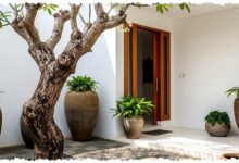 9 Pohon Mini Ini Lebih Aman untuk Pondasi, Halaman Sempit Tetap Sejuk dan Asri