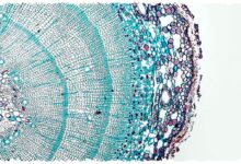 AI Membaca DNA Tanaman, Breding Bisa Melompat Dari Tebak-Jadi Paham