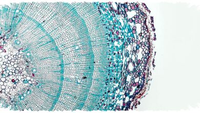 AI Membaca DNA Tanaman, Breding Bisa Melompat Dari Tebak-Jadi Paham