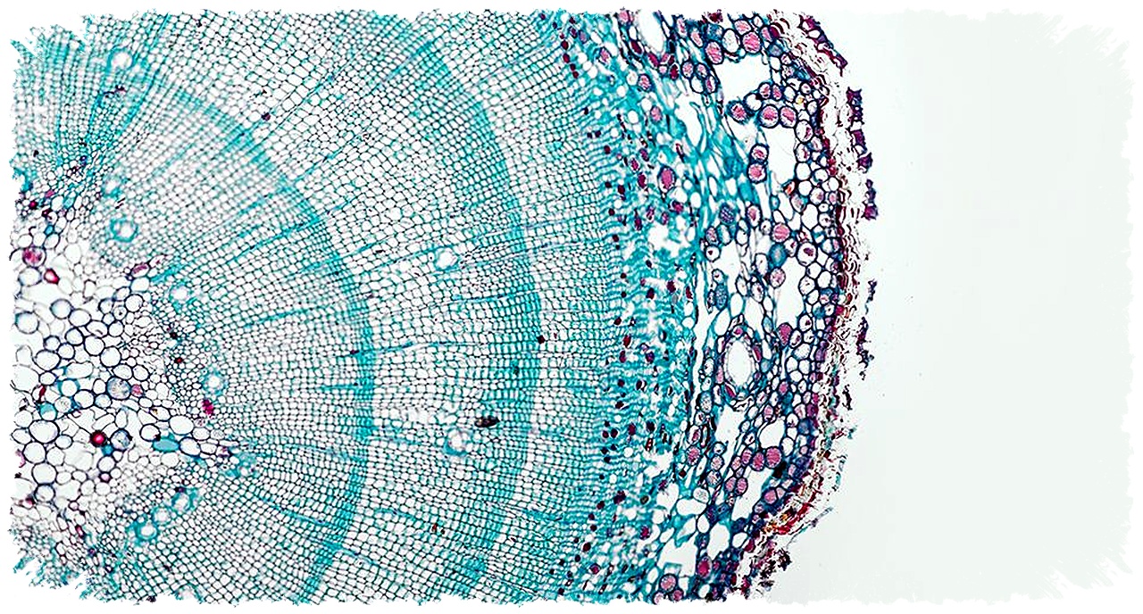 AI Membaca DNA Tanaman, Breding Bisa Melompat Dari Tebak-Jadi Paham